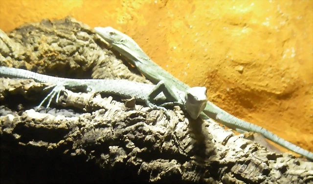 Varanus jobiensis 2 (16-6-13 Terarium Praha, Dubeč) Varanus jobiensis 2 (16-6-13 Terarium Praha, Dubeč)