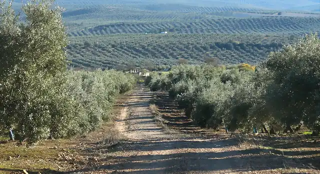 01, camino de olvera