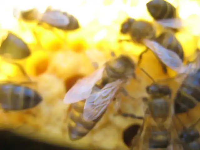 Mayo 2013 abejas (200)