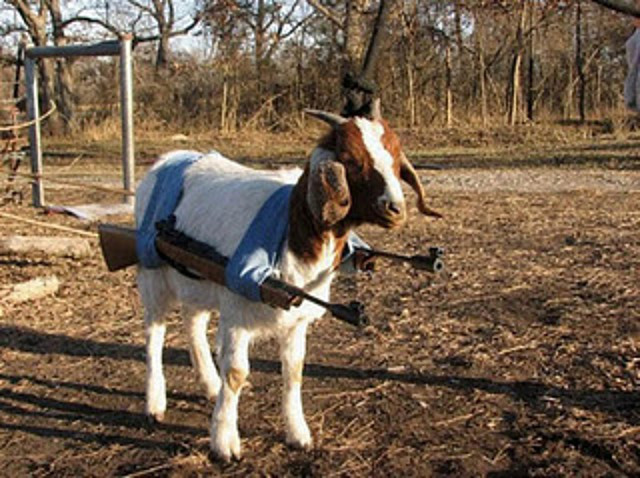 Funny Goat Photos-1
