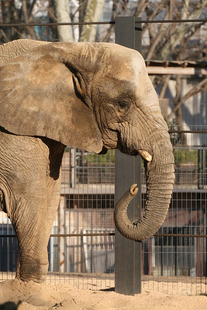 Zoo de Barcelona 01-03-11 541 Zoo de Barcelona 01-03-11 541