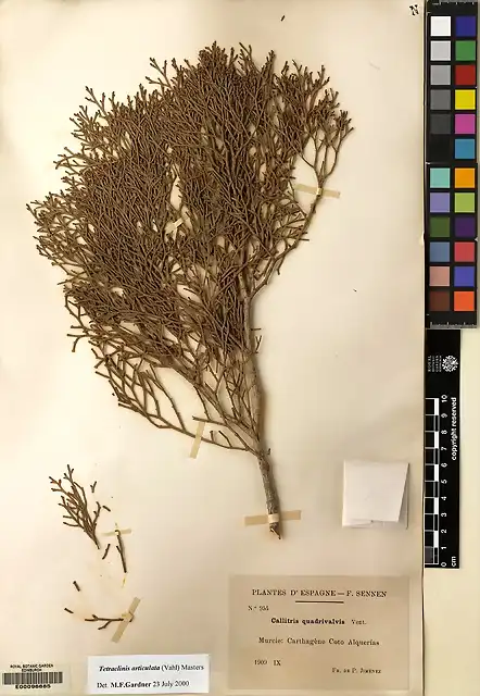 11616__OPENUP_SPECIMENS_RBGE_UK_E00096685 IBA?EZ PAU 1909