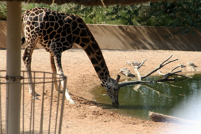 Al Ain Zoo - Atlantis - 19-12-08 058 Al Ain Zoo - Atlantis - 19-12-08 058