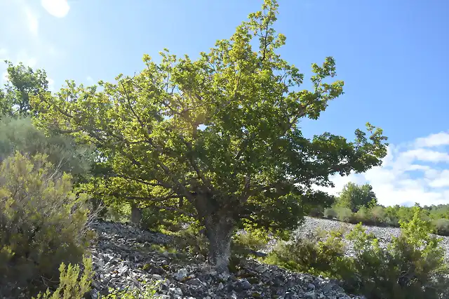 DSC_0368_quercus petraea