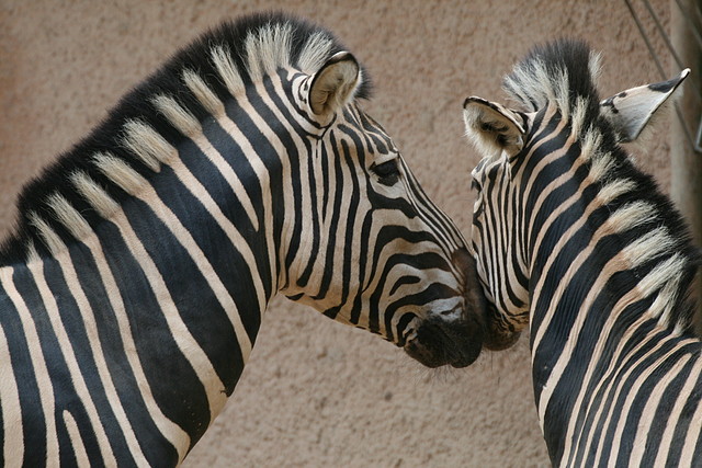 Zoo de Barcelona 437