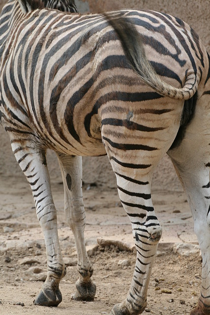 Zoo de Barcelona 452