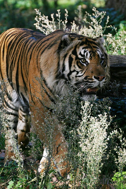Zoo de Barcelona 05-11-10 052 Zoo de Barcelona 05-11-10 052
