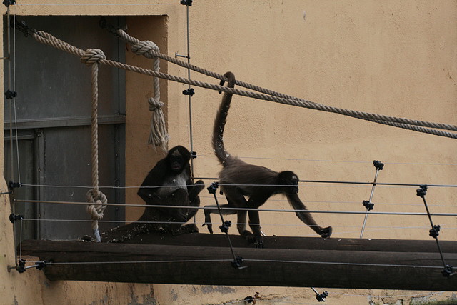 Zoo de Barcelona 07-11-10 370 Zoo de Barcelona 07-11-10 370