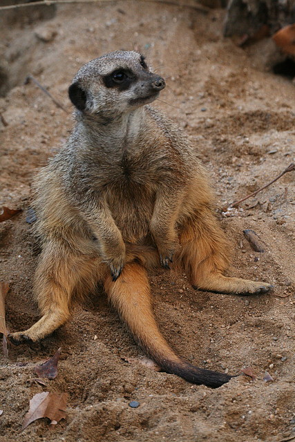 Zoo de Barcelona 05-11-10 841 Zoo de Barcelona 05-11-10 841