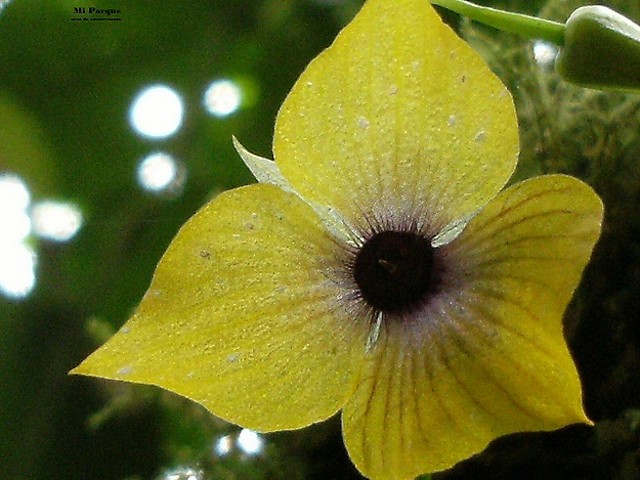 orquideas de orosi