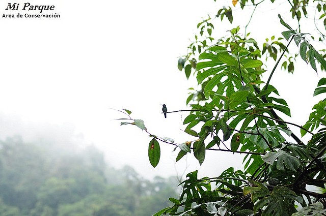 Colibri Colibri