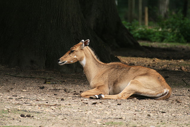 Thoiry agost 2010 834