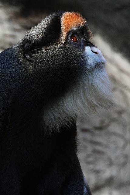 Zoo de Barcelona 29-09-2010 442