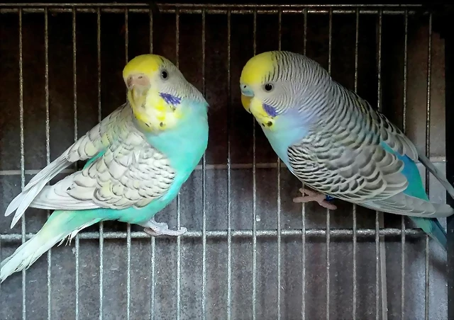 pareja1