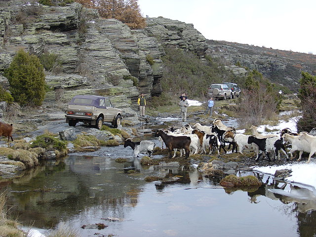 LADILLA Y CABRAS