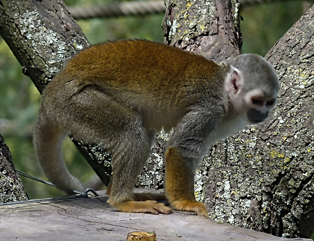 Saimiri sciureus cassiquiarensis (1-10-23 Zoo de Quito) Saimiri sciureus cassiquiarensis (1-10-23 Zoo de Quito)