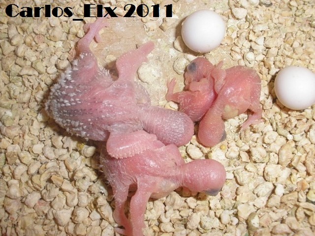 4 pollo 8-2-11