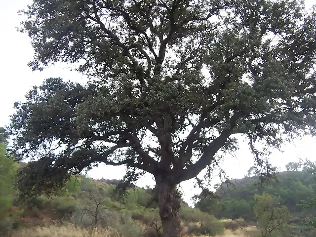 quercus ilex