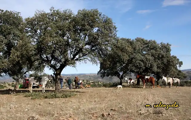 08, pastores y vaqueros 2, marca