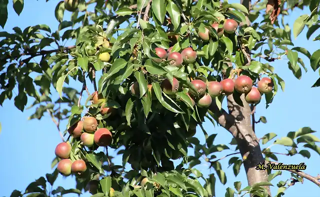 04, manzanas, marca