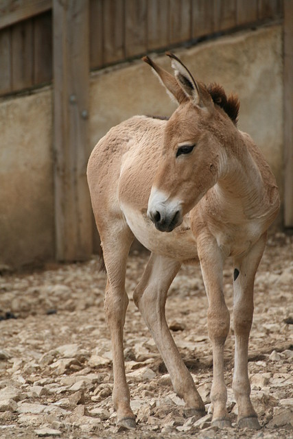 Zoo Lunaret + Sigean 18 i 19-09-10 400 Zoo Lunaret + Sigean 18 i 19-09-10 400