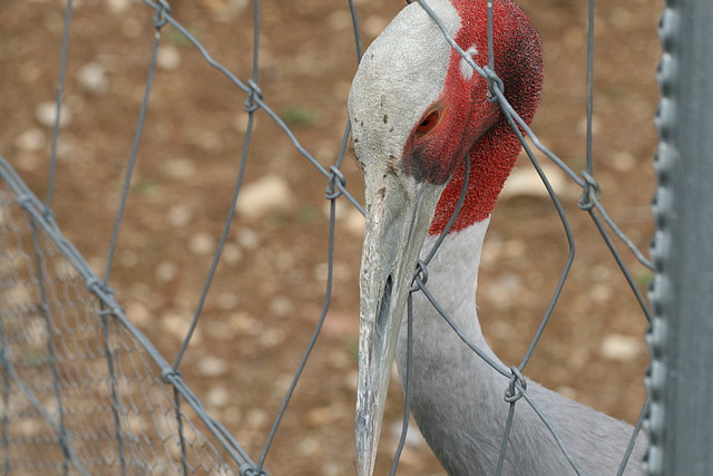 Zoo Lunaret + Sigean 18 i 19-09-10 341 Zoo Lunaret + Sigean 18 i 19-09-10 341