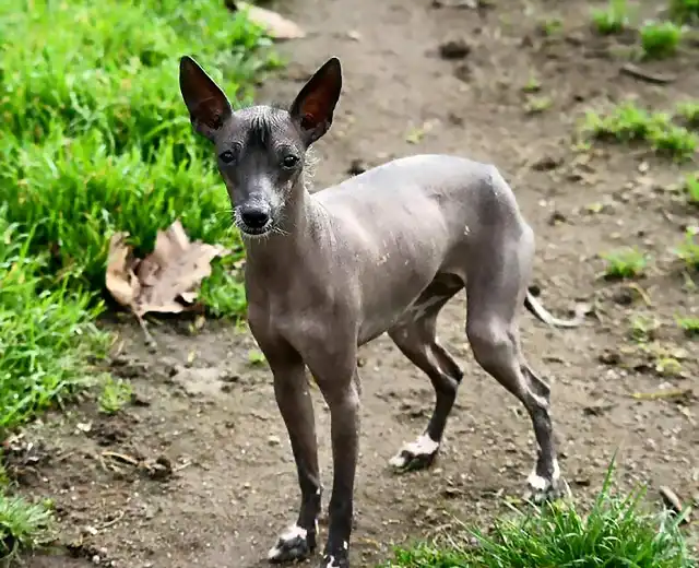 xoloitzcuintle-informacion