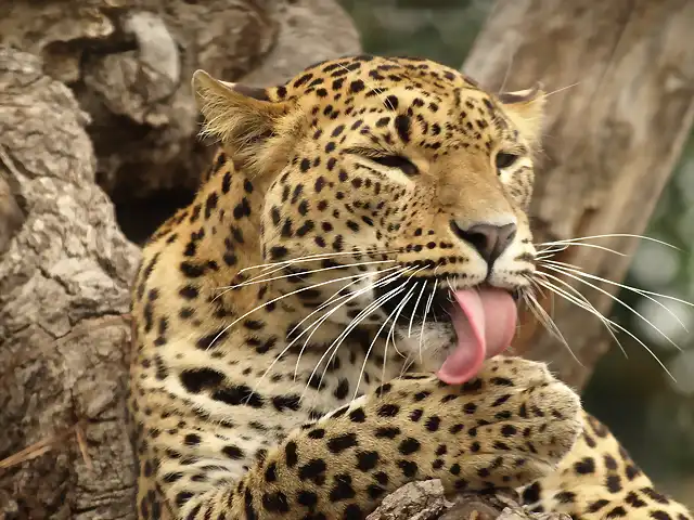 leopardoSR (59)