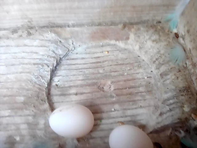 huevos1