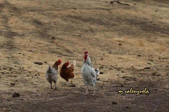 09, gallo y gallinas, marca