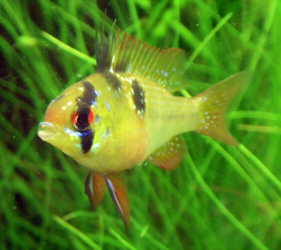 Mikrogeophagus ramirezi (22-7-13 DendroAcua) Mikrogeophagus ramirezi (22-7-13 DendroAcua)
