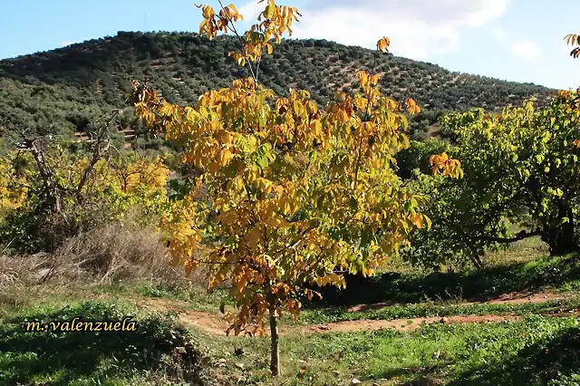 03, albrchigo, marca