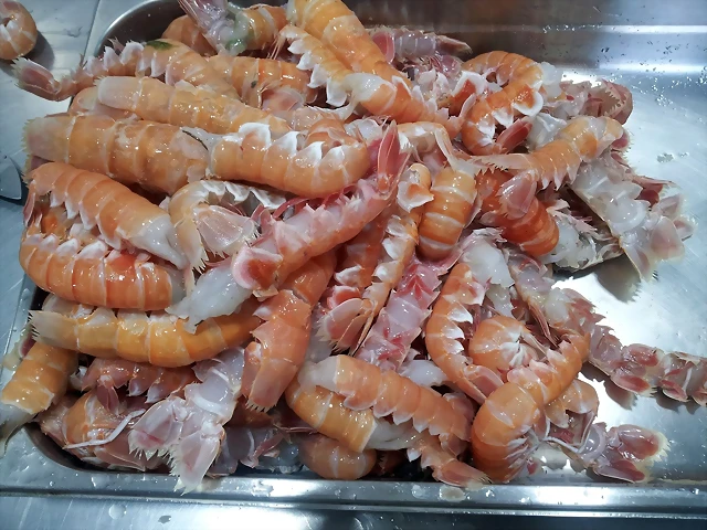 Cigalas para temputa Cigalas para temputa