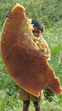 BRESCA GIGANTE