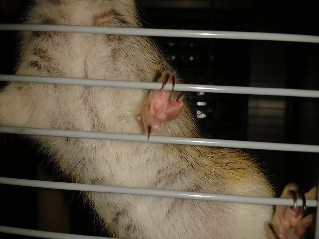 dedo inchado dedo inchado