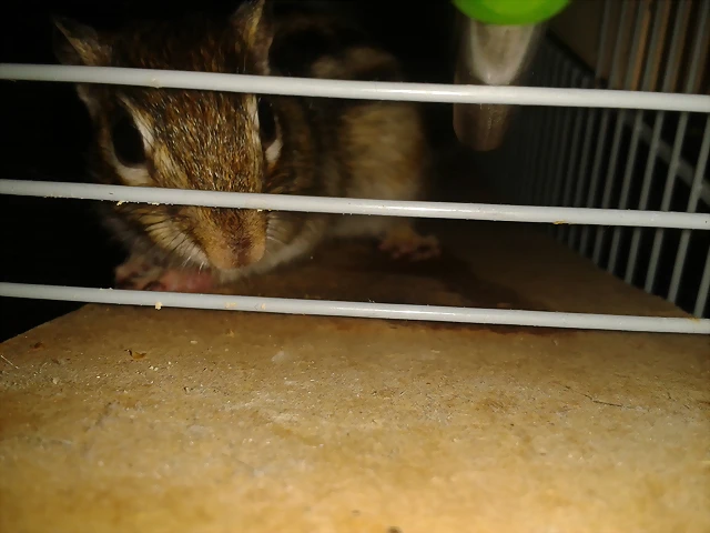 willy willy