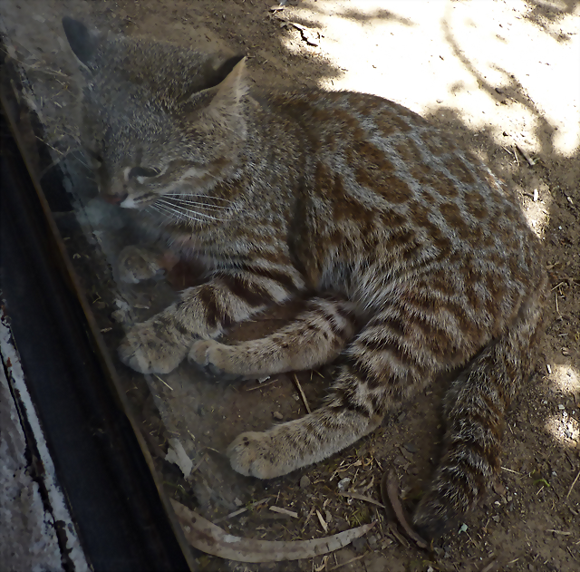 Leopardus colocolo garleppi 1 (6-10-23 Bioparque Amaru, det as L garleppi) Leopardus colocolo garleppi 1 (6-10-23 Bioparque Amaru, det as L garleppi)