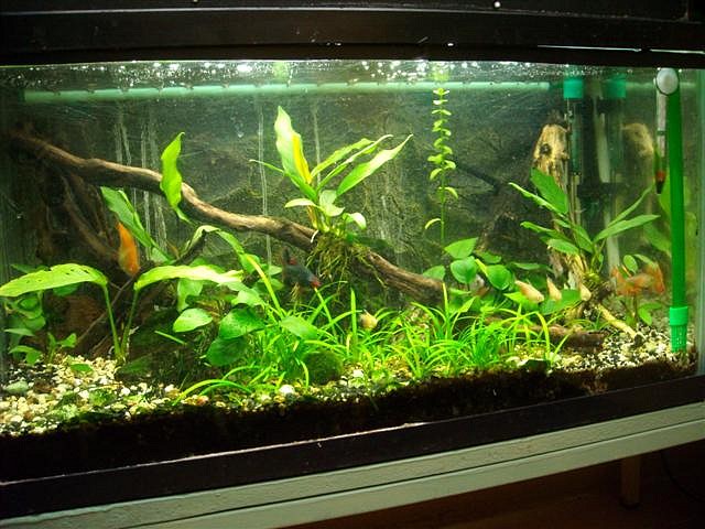Acuario 65 lts. (Small) Acuario 65 lts. (Small)