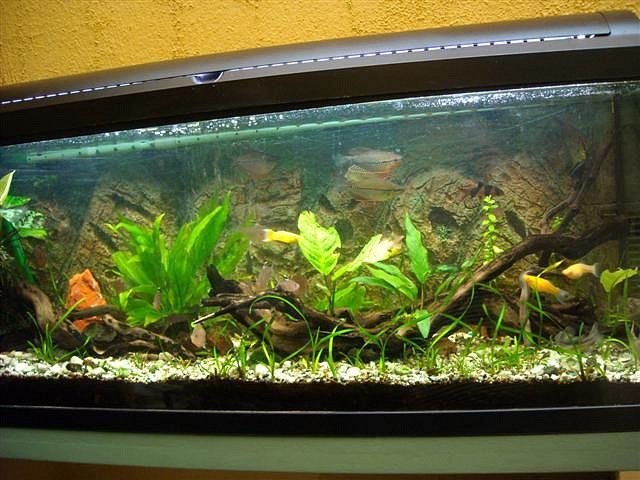 Acuario 120 lts. (Small) Acuario 120 lts. (Small)