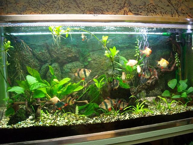 Acuario 95 lts. (Small) Acuario 95 lts. (Small)