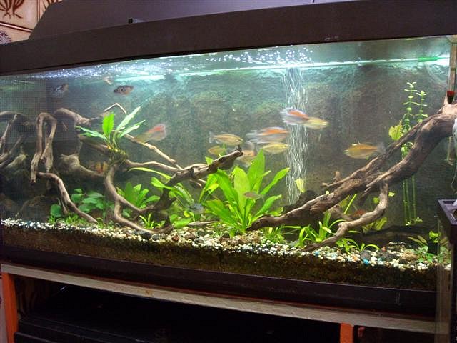 Acuario 130 lts (Small) Acuario 130 lts (Small)