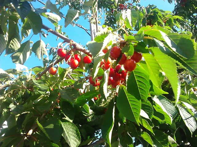 cerezas