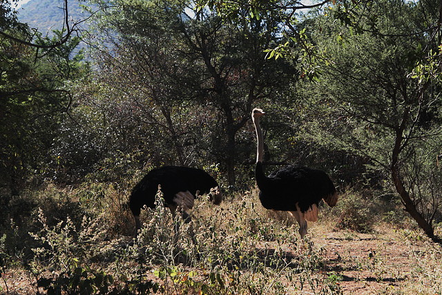 Marakele National Park 25-04-09 133 Marakele National Park 25-04-09 133