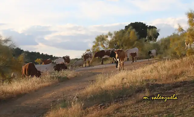 08, vacas en la fuente del rosal, marca