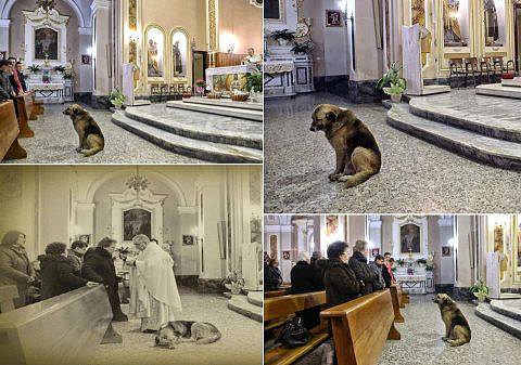 Perro en la Iglesia recordando a su duea ya fallecida