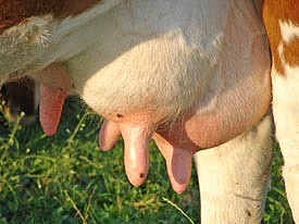 udder-275_tcm18-49731