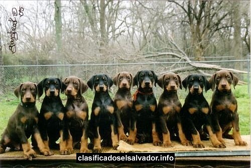 Doberman`s