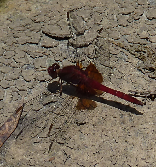 Erythrodiplax ines (6-10-23 Bioparque Amaru, det yo) Erythrodiplax ines (6-10-23 Bioparque Amaru, det yo)