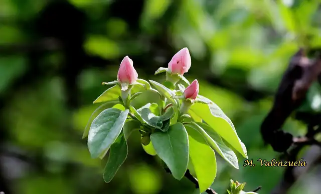 14, membrillo en flor, marca