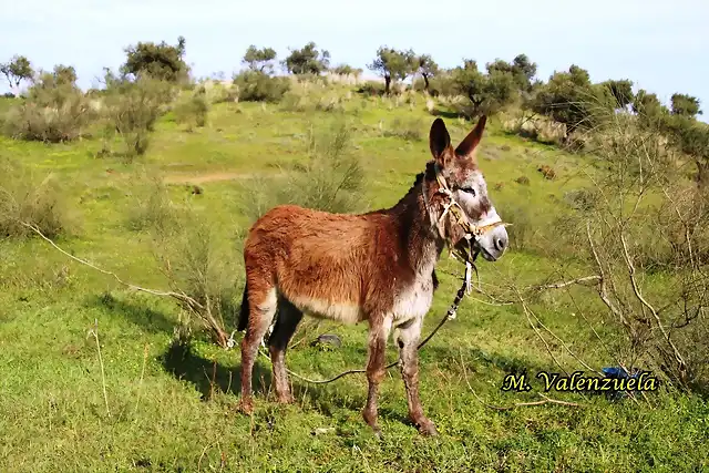 14, borrico, marca